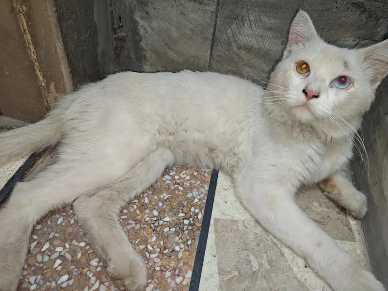 Female Persian Cat Odd Eyes — photo 4