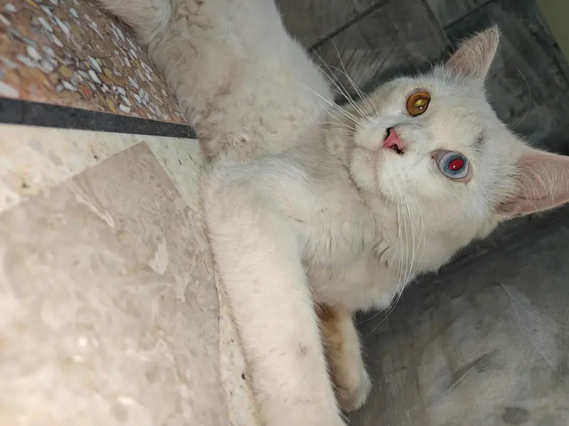 Female Persian Cat Odd Eyes — photo 5