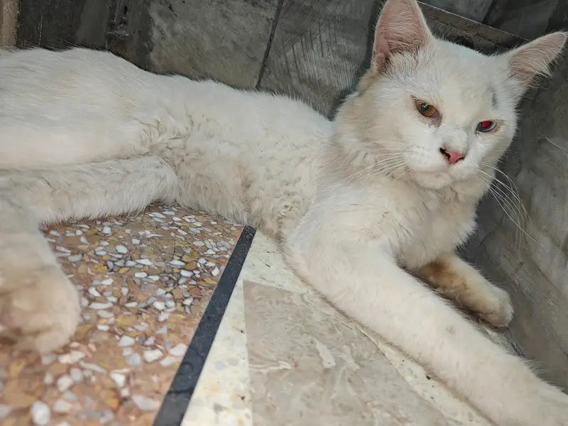 Female Persian Cat Odd Eyes — photo 6