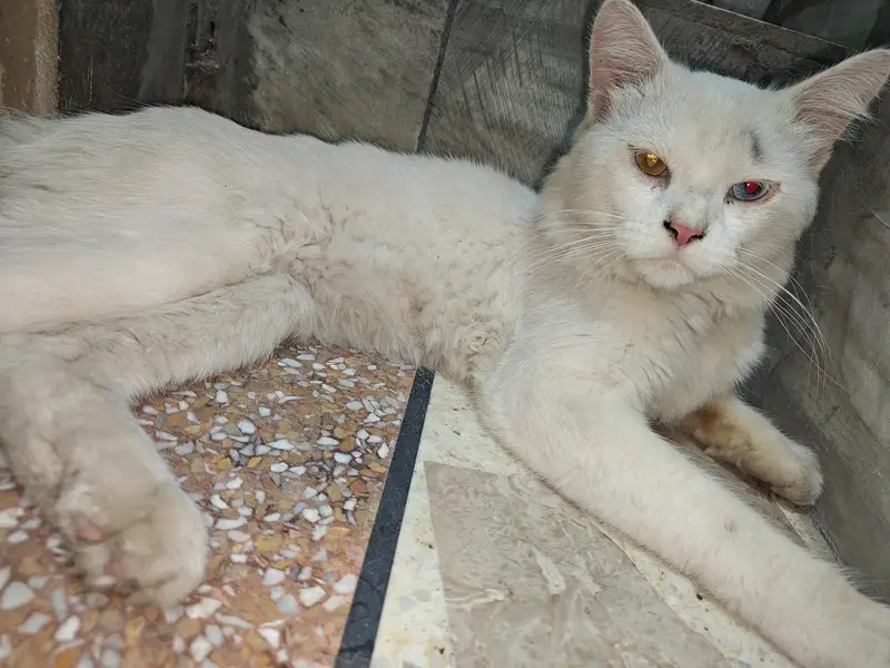 Female Persian Cat Odd Eyes — photo 7