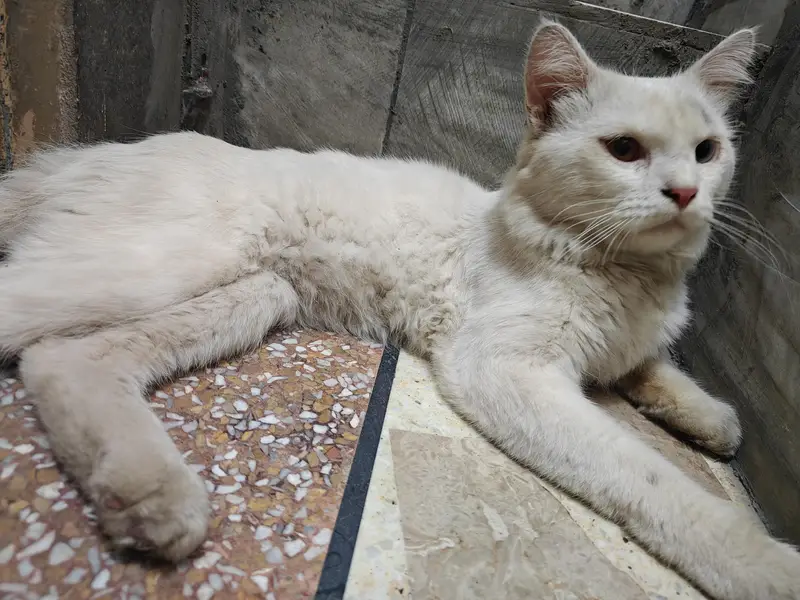 Female Persian Cat Odd Eyes — photo 8