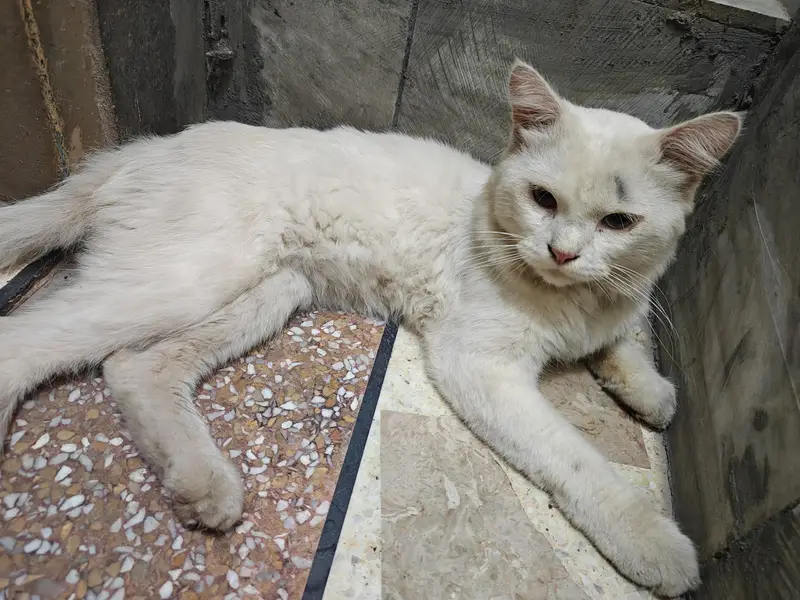 Female Persian Cat Odd Eyes — photo 9