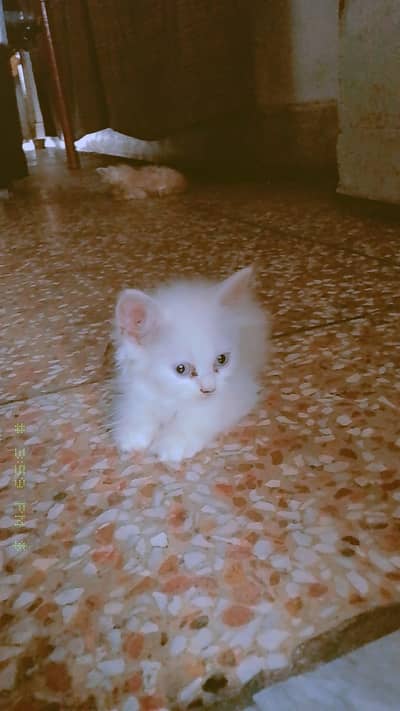 Persian kitten