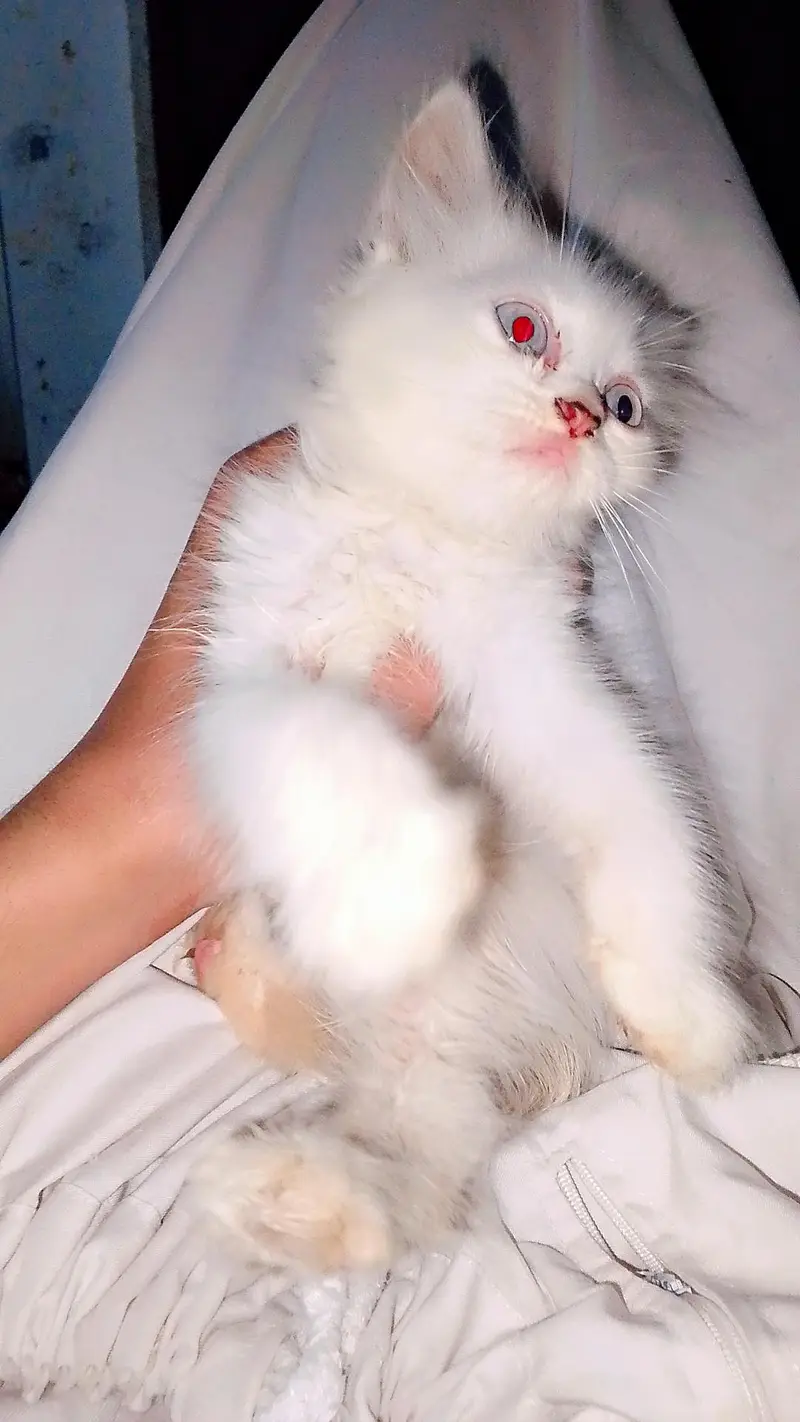 Persian kitten — photo 2