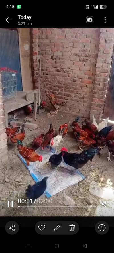 ghr ki pali hui murghian hn