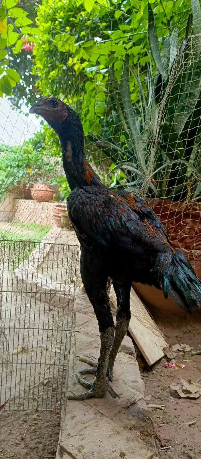 pure Dragon  — photo 3