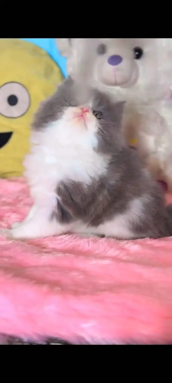 Persian kittens  whstp// 03704///602310/// — photo 2