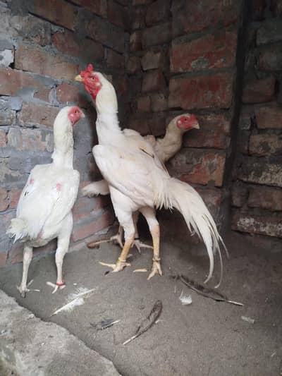 shamo. 1. male,2,female