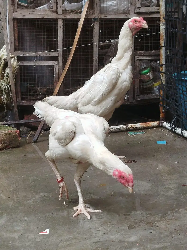 shamo. 1. male,2,female — photo 3