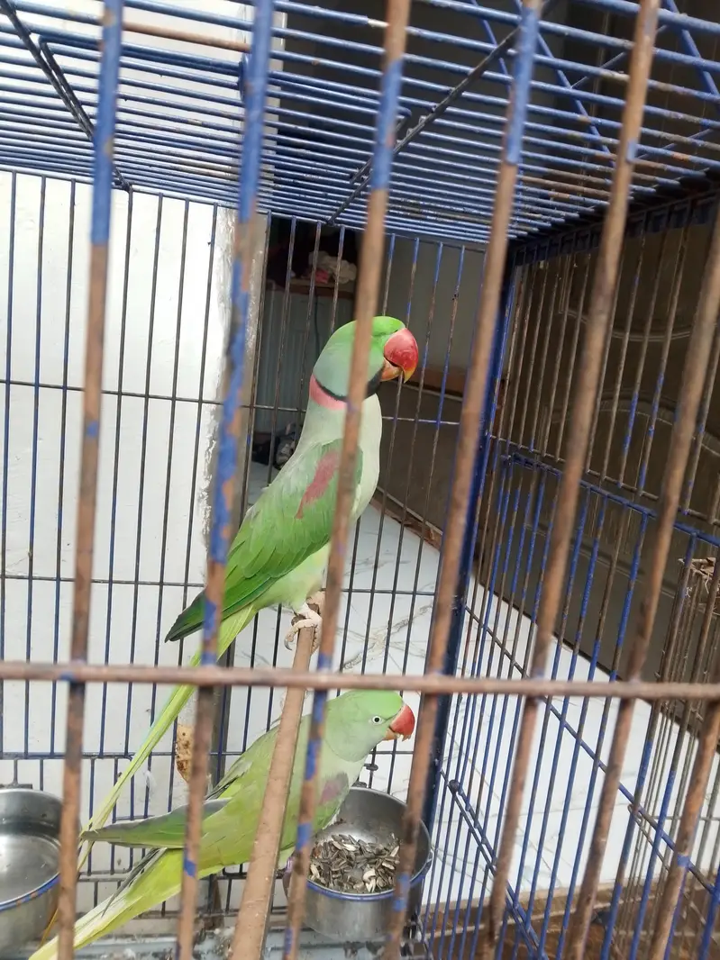 Raw parrot Alexander [03044056417] — photo 3