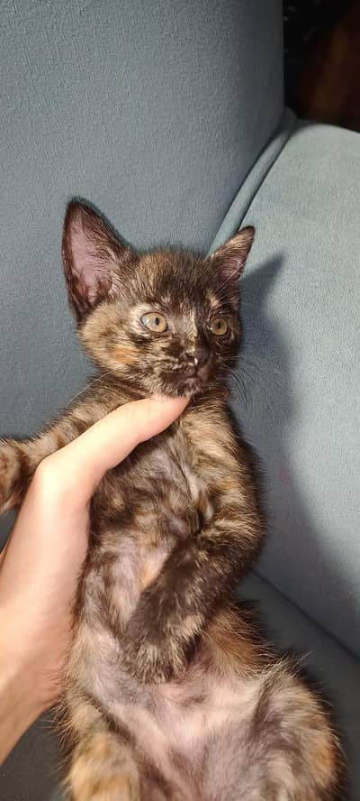 persian kitten