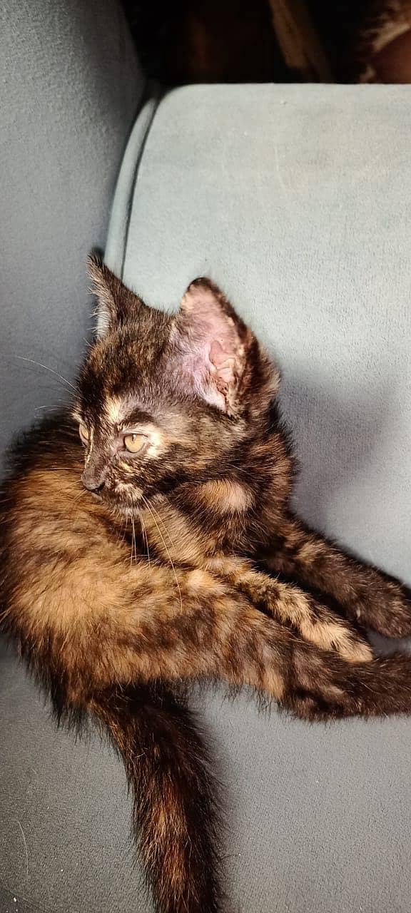 persian kitten 1