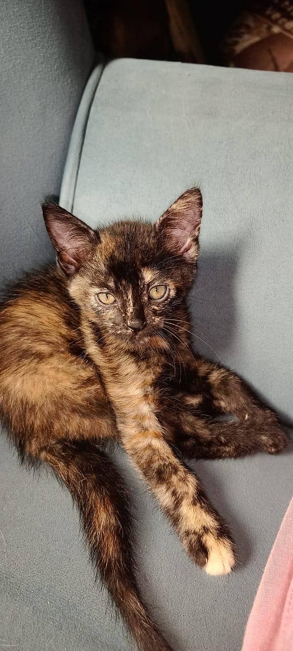 persian kitten 2