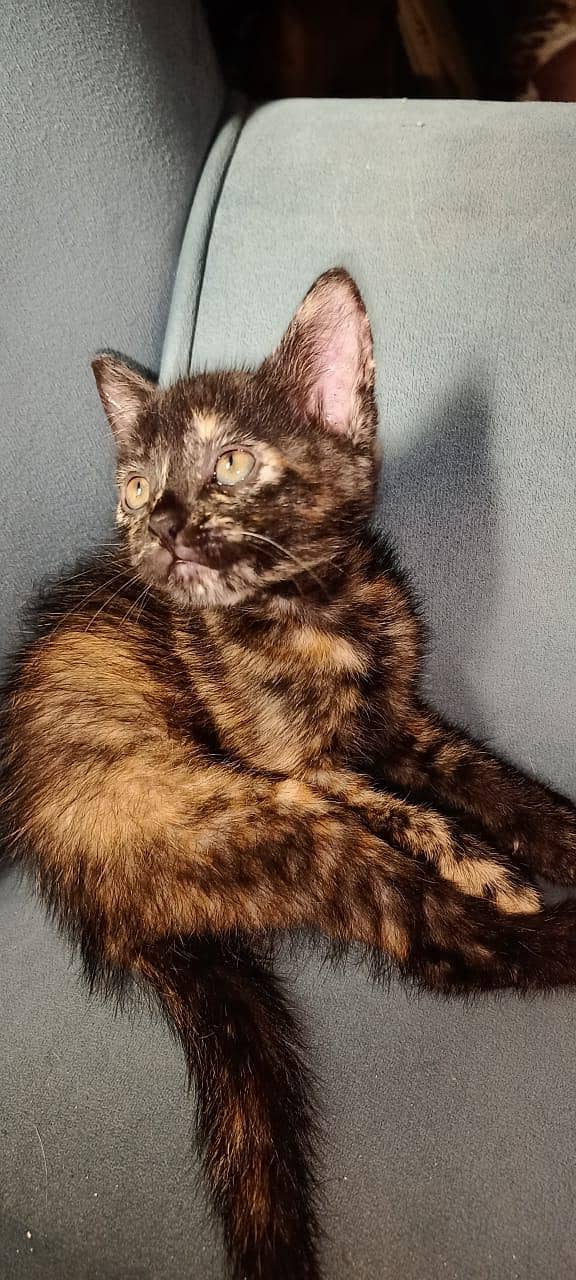 persian kitten 3