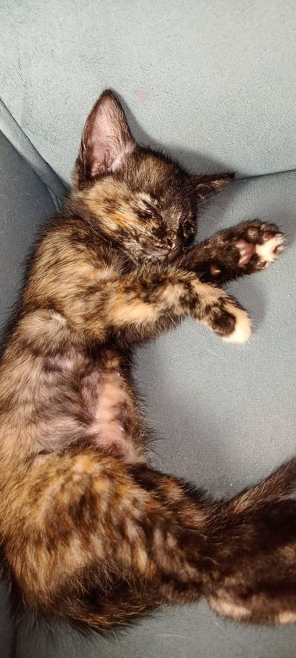 persian kitten 5