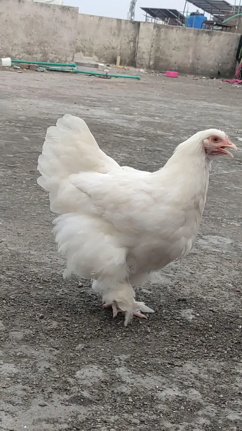 white buff for sale — photo 2