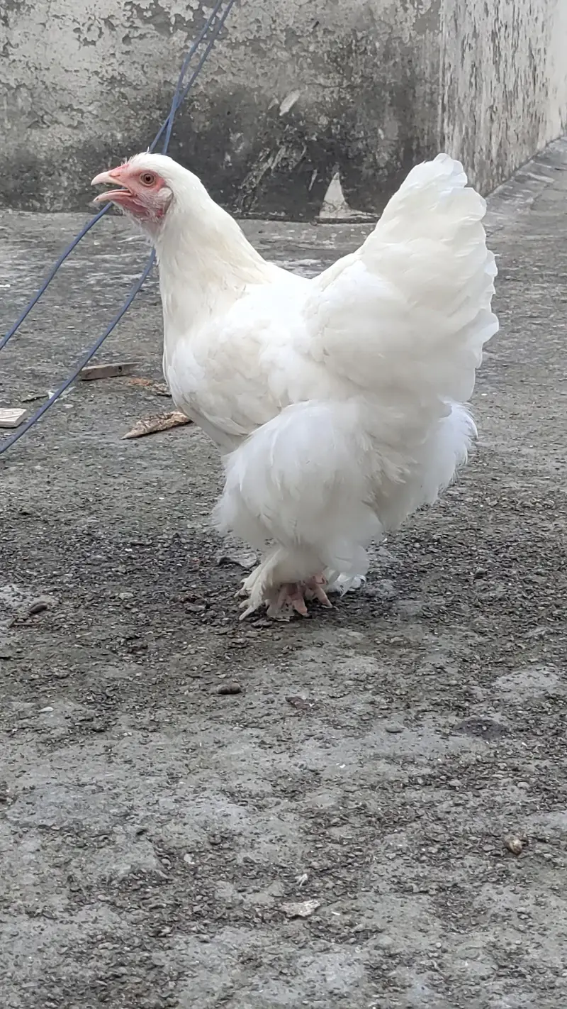 white buff for sale — photo 4