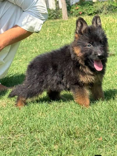 German- shepherd puppies WhatsApp contact 0344175288two