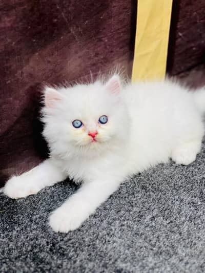 cash on delivery available Persian Punch face triple coat cat Kitten