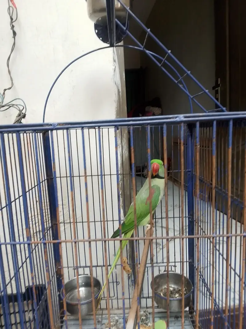 Raw parrot Alexander [03044056417] — photo 4
