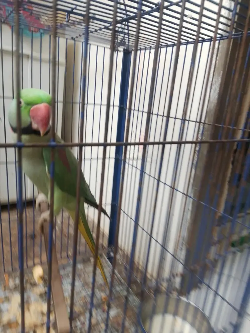 Raw parrot Alexander [03044056417] — photo 5