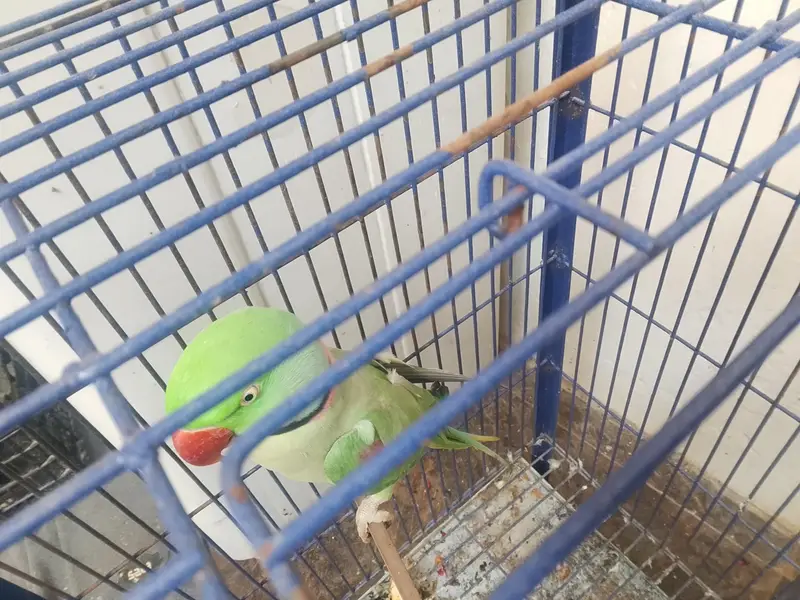 Raw parrot Alexander [03044056417] — photo 6