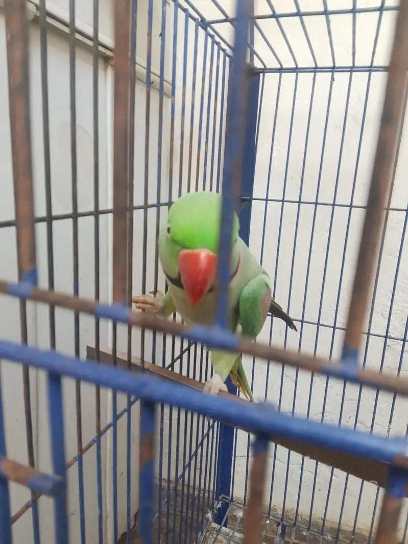 Raw parrot Alexander [03044056417] — photo 7