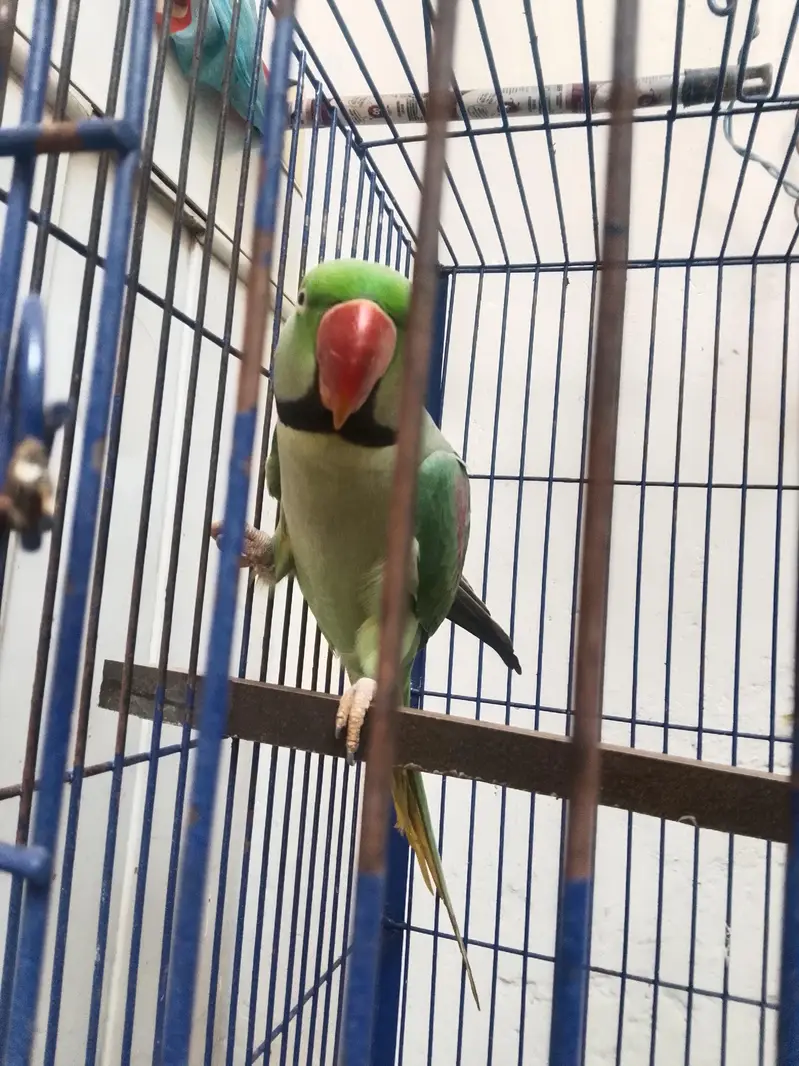 Raw parrot Alexander [03044056417] — photo 8