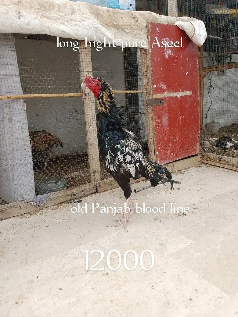 pure Different Quality of aseel — photo 3