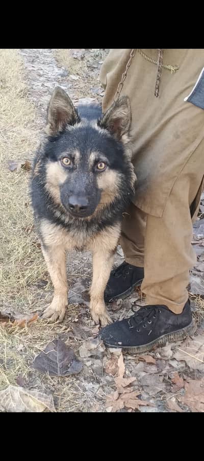 German shepherd cross. 20 months age . Live in family