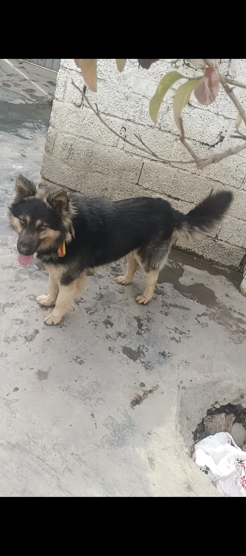 German shepherd cross. 20 months age . Live in family — photo 2