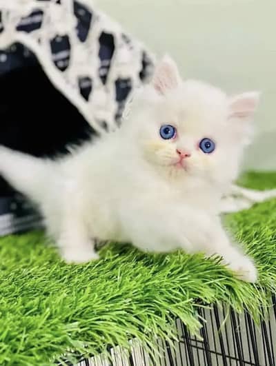 Persian kittens  whstp// 03704///602310///