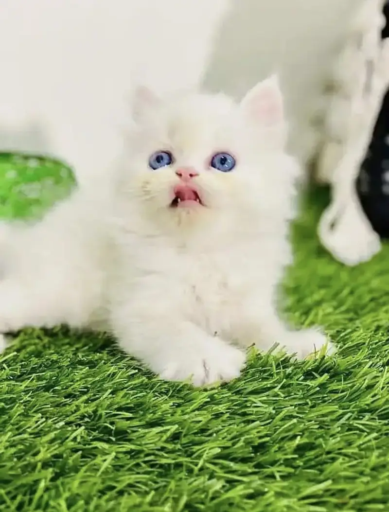 Persian kittens  whstp// 03704///602310/// — photo 2