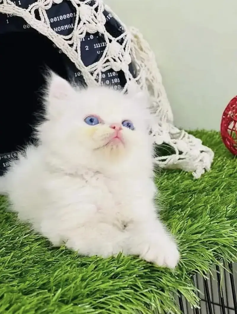 Persian kittens  whstp// 03704///602310/// — photo 3