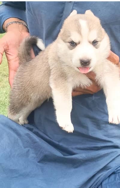 husky puppies for sale