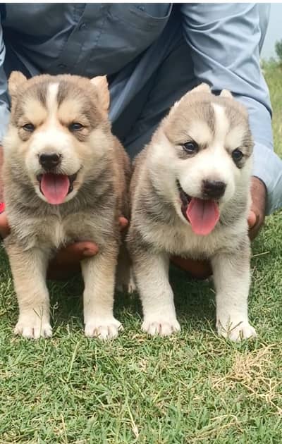husky puppies for sale