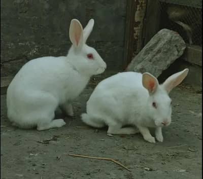 Red eye rabbits