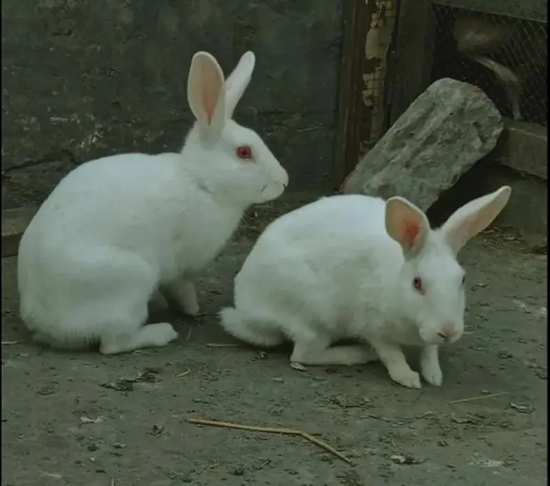 Red eye rabbits