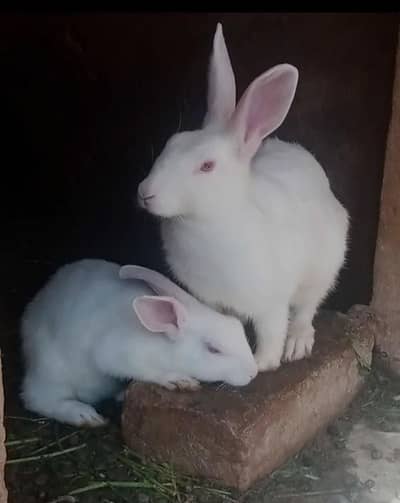 Red eye rabbits