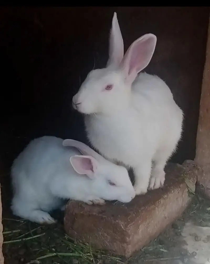 Red eye rabbits — photo 2