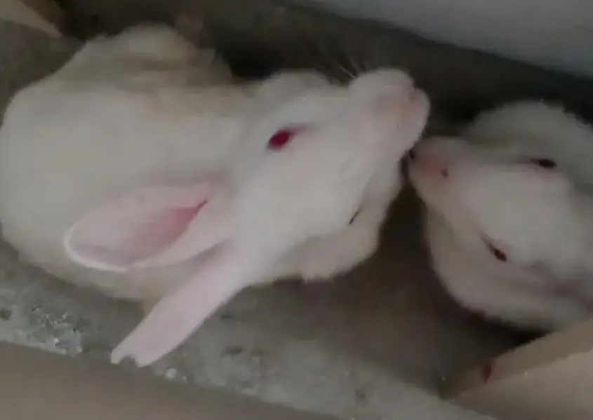 Red eye rabbits — photo 3