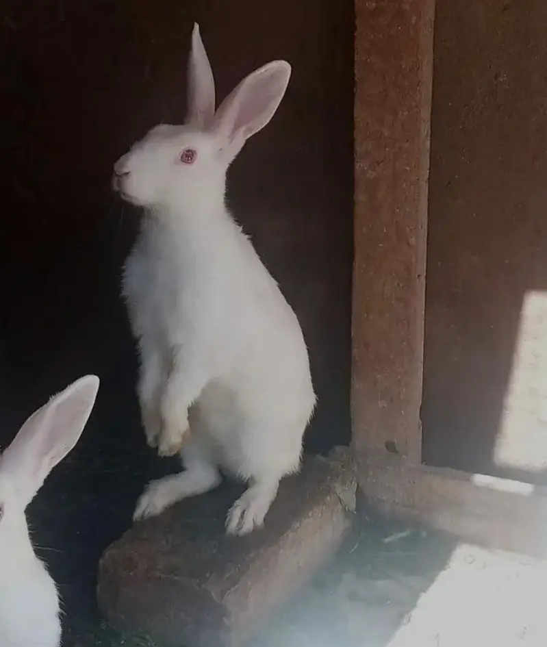 Red eye rabbits — photo 4