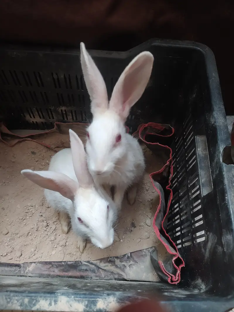 Red eye rabbits — photo 5