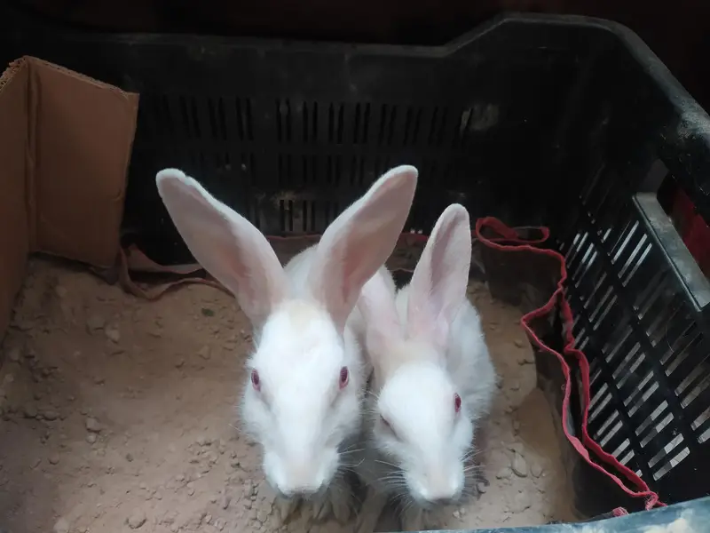 Red eye rabbits — photo 6