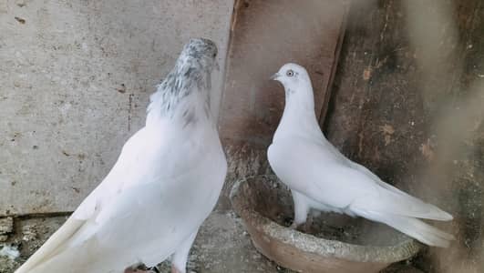 faqeer gull, taddy, motion wala, wehshi, 35 wala