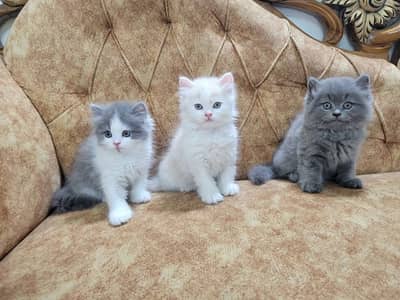 Persian kittens  whstp// 03704///602310///