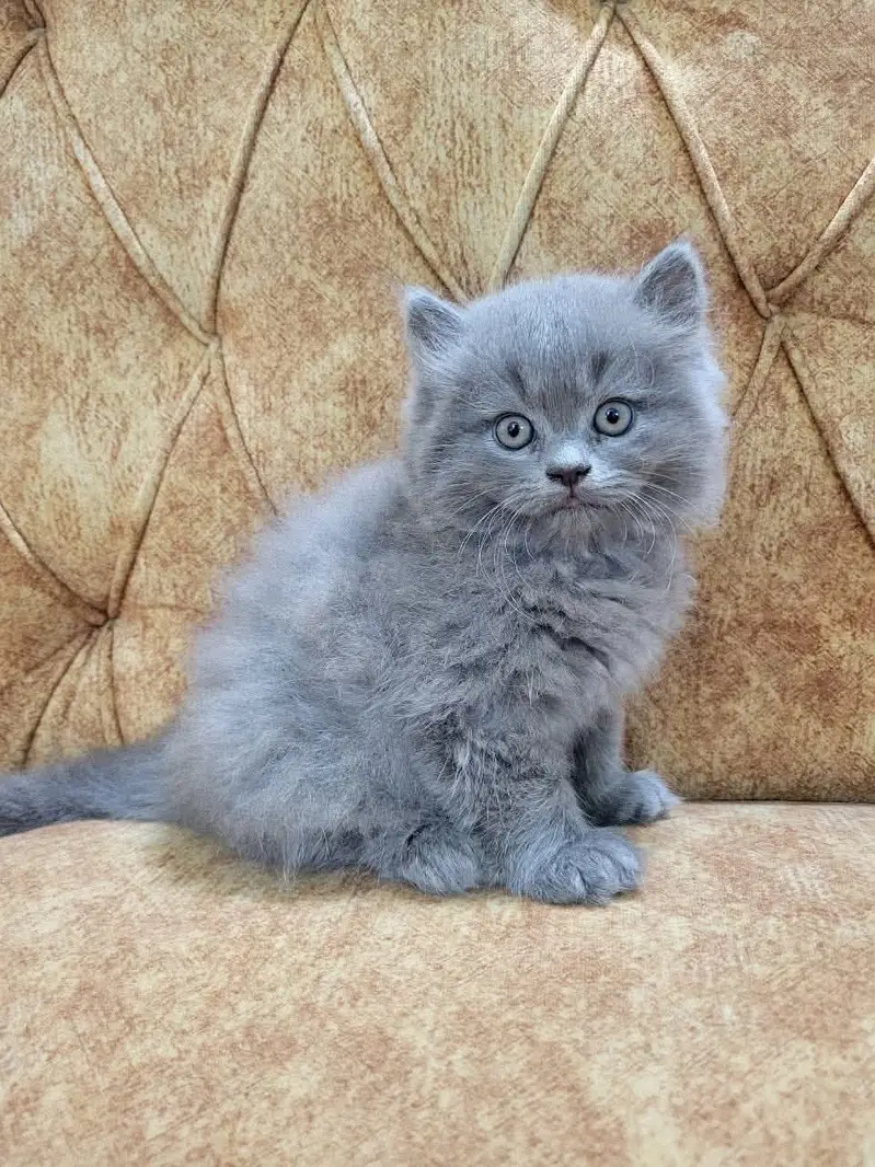 Persian kittens  whstp// 03704///602310/// — photo 2