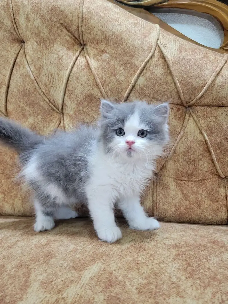 Persian kittens  whstp// 03704///602310/// — photo 3