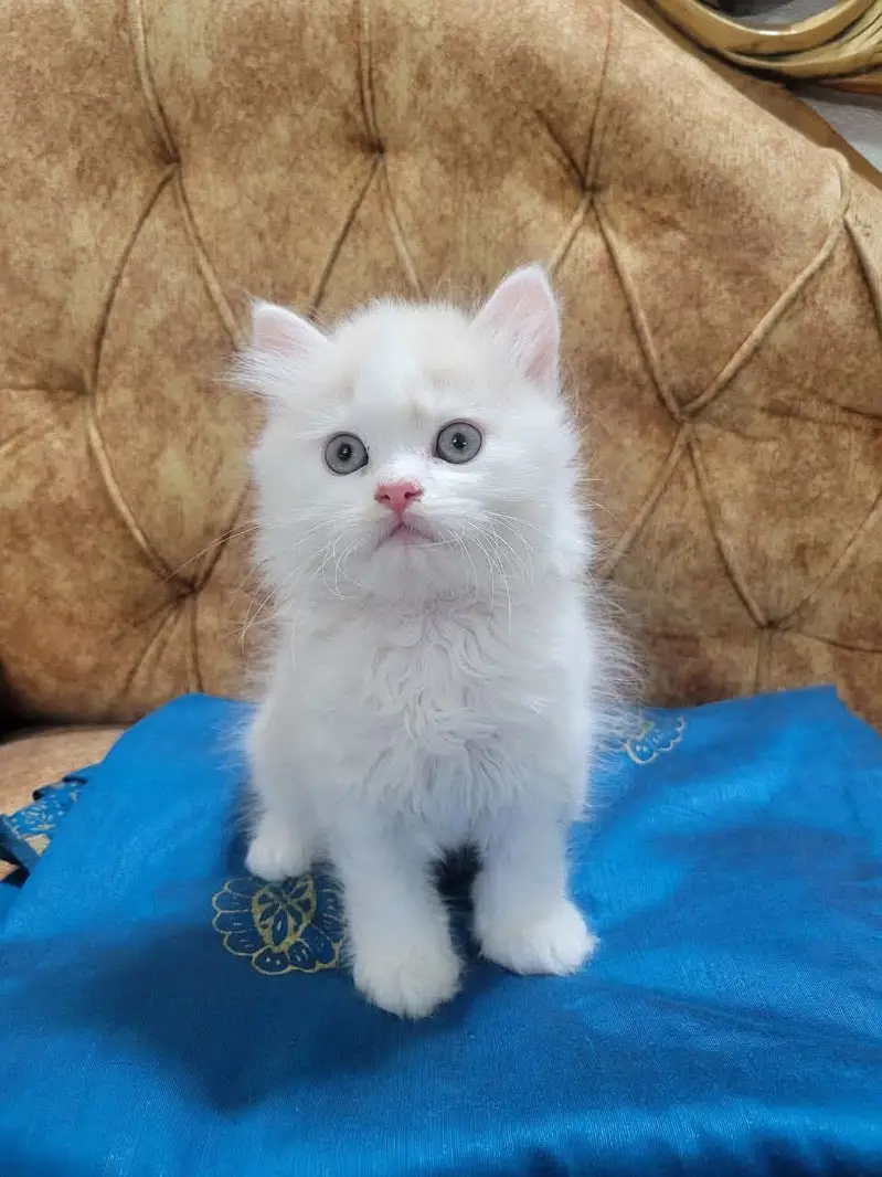 Persian kittens  whstp// 03704///602310/// — photo 4