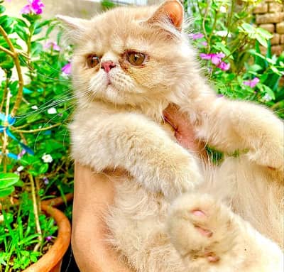 Persian Peki Fawn Male Kitten